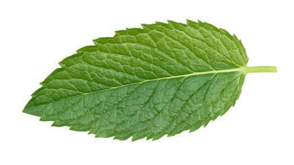 Single Fresh Green Mint Leaf Isolated on Transparent Background, Perfect for Culinary and Herbal Designs