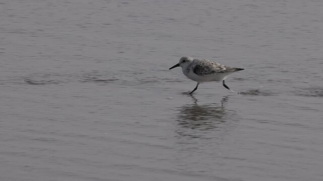 a slow motion clip of a semipalmated sandpiper running on the beach at chicama of puerto malabrigo, peru