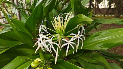 fruits and flowers of tropical plant, Crinum asiaticum, also known as the giant crinum lily, poison bulb, or spider lily. 