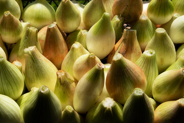 Onion just picked from the field. Fresh onions. Onions for background. Ripe onion