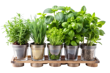 Fresh herb garden kit isolated on transparent background