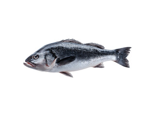 Fototapeta premium Fresh whole raw sea bass fish