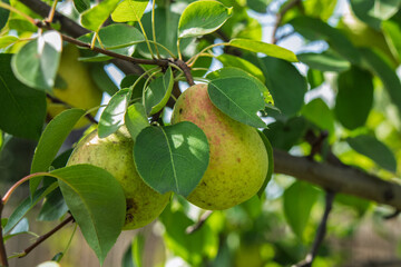 Two ripe pears hanging on a branch with green leaves, captured on a sunny day.