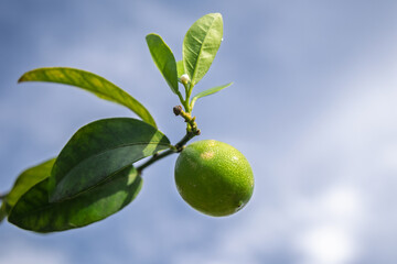 A close-up of a green lime growing on a branch with lush green leaves.