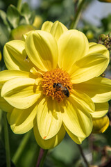 A vibrant yellow dahlia attracts a bee in a sunny garden setting.