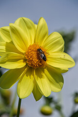 A vibrant yellow dahlia hosts a busy bee, captured in stunning detail