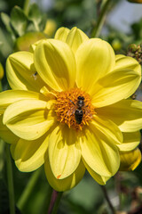 A stunning yellow dahlia flower, attracting a bee in a sunny garden setting.
