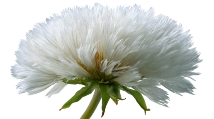 Close Up of a White Seed Head of Tragopogon Dubius Against a Transparent Background for Botanical Illustrations
