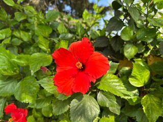 Nature bright red flowers macro