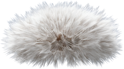 Detailed Dandelion Seed Head on Transparent Backdrop for Nature and Springtime Designs