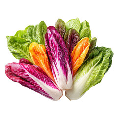 Colorful lettuce variety, vibrant fresh leaves on transparent background