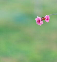 pink flowers on green background