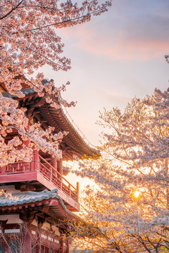 Ancient buildings and blooming cherry blossoms at Qinglong Temple in Xi'an, China