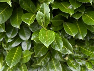 Nature greens bright Ivy after rain closeup macro