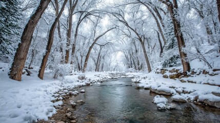 Snow-covered trees arch over a calm stream
