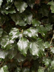 Nature greens bright Ivy after rain closeup macro
