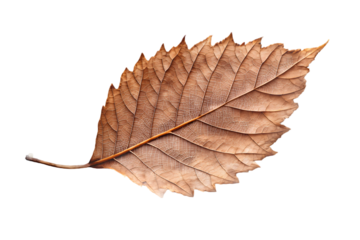 4763 brown woven leaf isolated on a transparent background