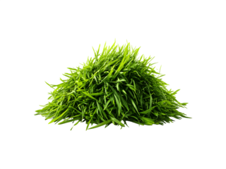 A dense, vibrant tuft of green grass with long, narrow blades forming a rounded mound