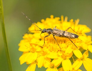 Close-up of longhorn beetle on a yellow flower