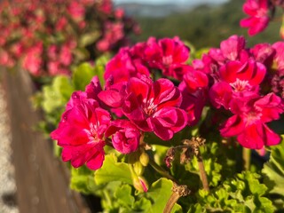 Nature greens flowers bright
