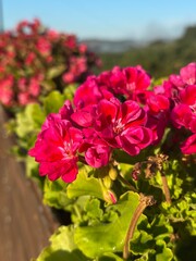 Nature greens flowers bright