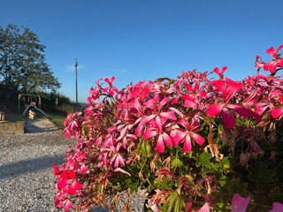 Nature greens flowers bright