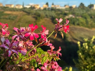 Nature greens flowers bright