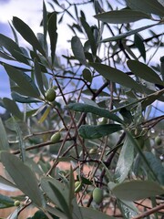 Nature greens Olive tree closeup