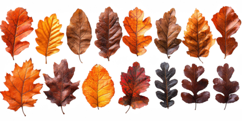 Collection of autumn oak leaves in various shades of orange red and brown displayed in two rows isolated on transparent background