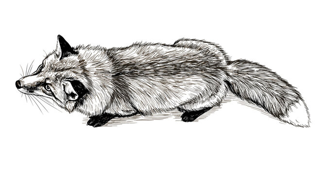 狐の鉛筆画 鉛筆画 狐 きつね｜Yahoo!フリマ（旧PayPayフリマ）