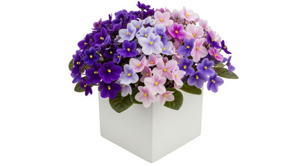 Isolated African Violets in White Pot