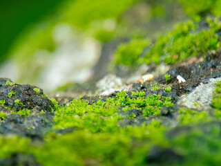 Vibrant green moss thrives on a textured surface, creating a miniature world of verdant growth and...