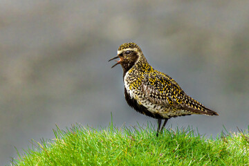 European Golden Plover singing on a meadow in its habitat