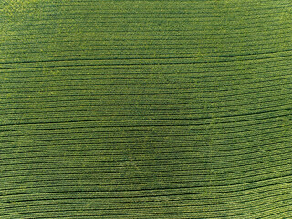 Aerial view farmland with rows. Texture of agricultural fields.