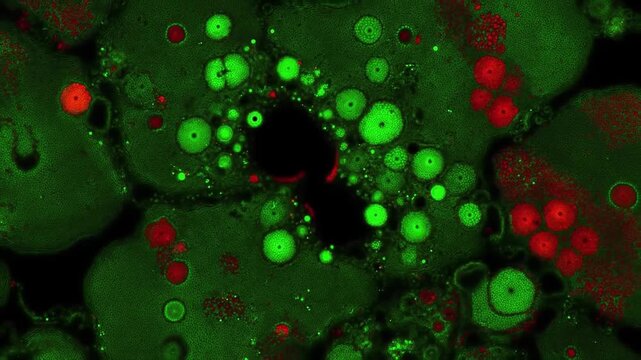 Microscope view of dividing cells under fluorescent light, with glowing green and red structures visible