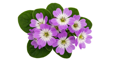 Isolated Purple Flowers with Green Leaves