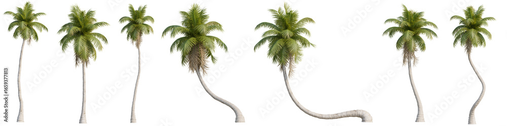 Poster set of coconut tree with isolated on transparent background. png file, 3d rendering, clip art and cu