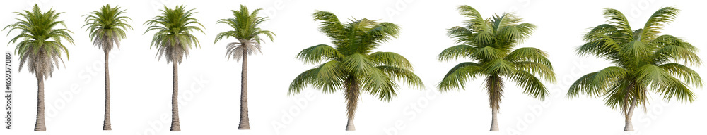 Aufkleber set of plam tree and coconut tree with isolated on transparent background. png file, 3d rendering, c