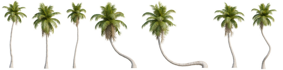 Set of Coconut tree with isolated on transparent background. PNG file, 3D rendering, Clip art and cut out