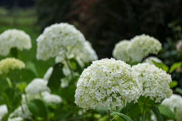 Hydrangea macrophylla white flowers in bloom in the garden. Selective focus