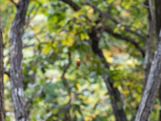 蜘蛛の糸にぶら下がるドングリが不思議な感じで宙に浮かぶ