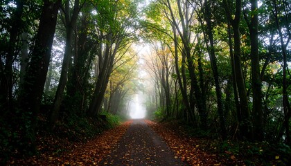 Obraz premium Foggy autumnal forest road