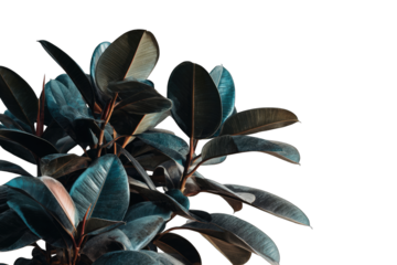 Close-up of a Fiddle-leaf Fig plant, dark teal leaves,  .        against black background