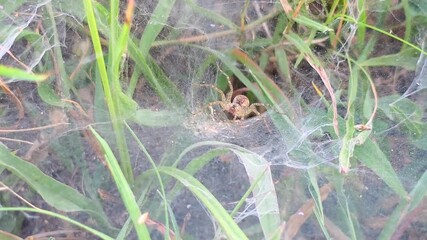 Funnel Weaver Spider Hiding in Web [Agelenidae] 120fps Slow Motion 4K Footage
