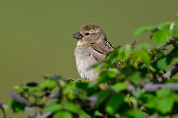 Weidensperling - Weibchen // Willow sparrow - female (Passer hispaniolensis) - Orid-See, Albanien