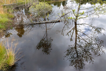 Reflection of trees in a very still pond