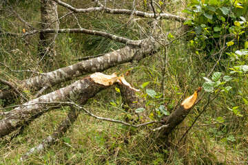 Trees that have been gnawed by beavers