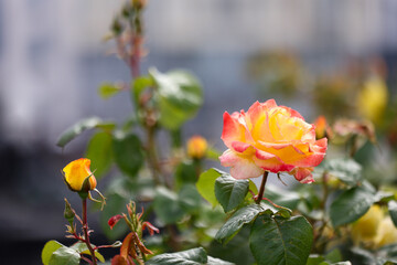 Beautiful roses in the garden. Nature background. Selective focus.