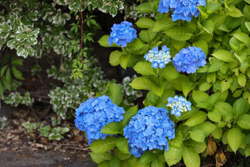 Blue hydrangea macrophylla flowers with green leaves in the garden.