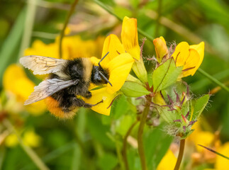 Macro close up of a bumble bee on a yellow flower